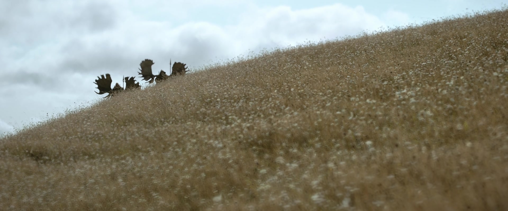 LOTR_0722.jpg